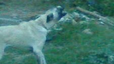 Sivas Kangal