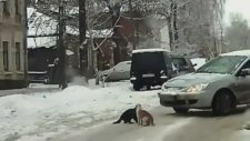 İzlenme Rekoru Kıran Kedi Kavgası