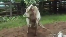 Veterinere Tekme Atan İnek