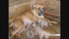 Köpek Çeşitleri