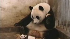 Yavru Panda Annesini Bakın Nasıl Korkutuyor :)