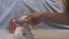 Bu Kadar Küçük Bir Köpek Olur mu?