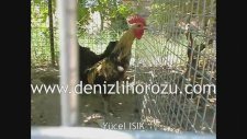 Denizli Horozu Ötüşü