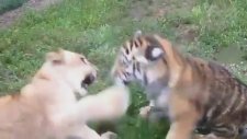 Yüzde 100 Gerçek! Aslan ve Kaplan Kavgası!
