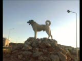 türkish kangal