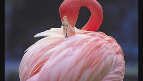 Hooverphonic - Pink Flamingo Dream Hooverphonic - Pink Flamingo Dream