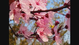 Air - Cherry Blossom Girl Air - Cherry Blossom Girl