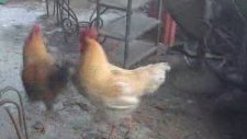 Horoz Dövüşü