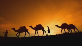 Camel - Rajaz Camel - Rajaz