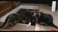 Hain kedi