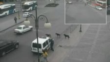 Köpeklerden İnsanlık Dersi!