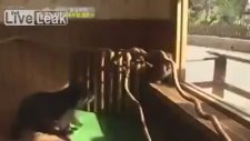 Yavru Ayı Kaplan Yavrularının Yanına Konursa