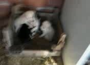 Yavru Köpekler
