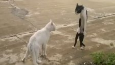 Kedi Kavgası