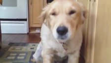 Köpek kendini suçlu hissederse!