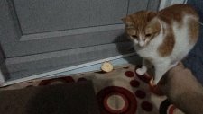 Portakal Kabuğundan Korkan Kedi