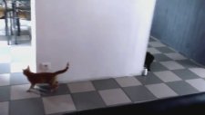 Planı Alt Üst Olan Kedi