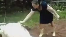 Veterinere Tekme Atan İnek