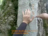 Ordu Alacalar