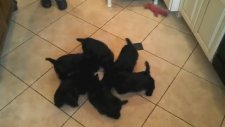 Daire Oluşturan Sevimli Köpek Yavruları