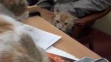 Komik Kedi Kavgası