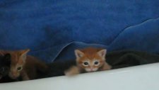 Acıkan Minik Kediler
