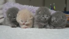 Yeni Uyanan Kedi Yavruları