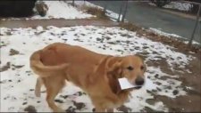 Eve Gelen Postaları Alan Köpek