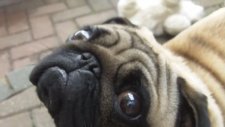 Huysuz Pug