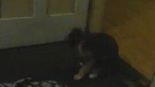 Kuyruğunu Takip Eden Kedi