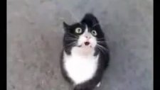 Şarkı Söyleyen Kedi