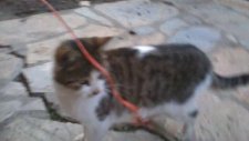 Komik Kedi