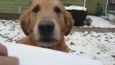 Posta Kutusu Köpek