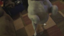 Söz Dinleyen Akıllı Köpek