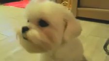 Uykudan Ayakta Duramayan Köpek
