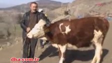 Ay-yıldızlı inek ilgi topladı....