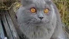 Bebek Sesi Çıkaran Kedi