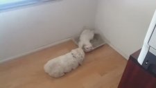 Kediyle Oyun Oynayan Köpek