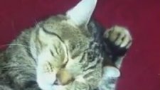 Sevimli Kedi