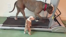 Yavru Pitbull Çok Güldürecek