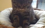 Tatlı Sevimli Kedi