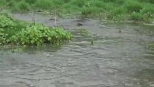 Sazan Balığı Üreme Dönemi