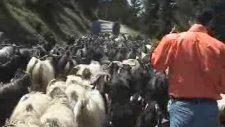 Yayla