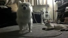 Köpekle Kavga Eden Kedi