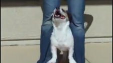 Dünyanın En Akıllı Köpeği
