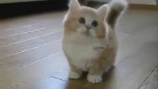 Şirin Kedi