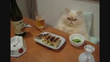 Garfield'in Japon Kuzeni