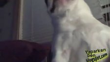 Bebek Gibi Oyun Oynayan Tatlı Köpek