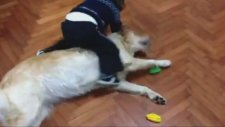 Bebek Vs Golden Retriever