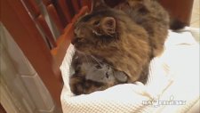 Yavrusunu Sarmalayan Anne Kedi